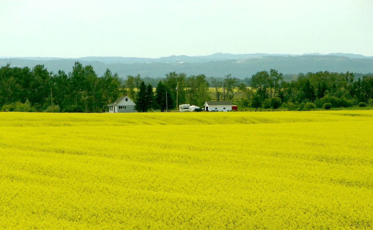 Street view in Harley, Ontario